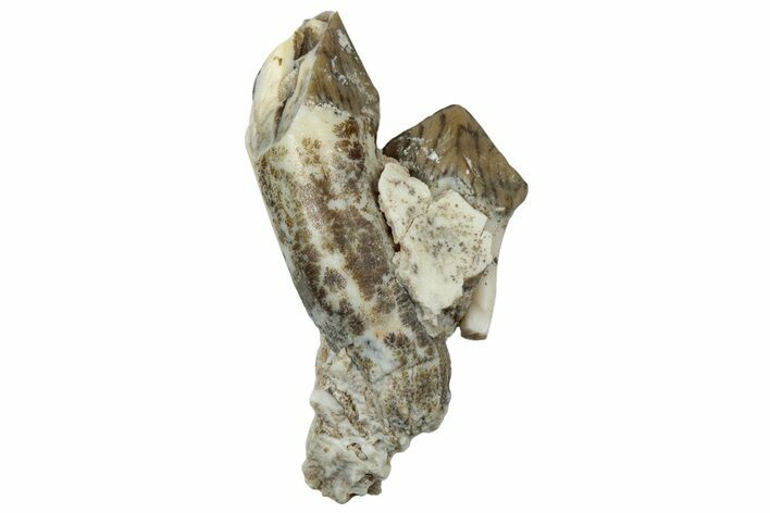 Fossil Oreodont (Merycoidodon) Jaw Section - South Dakota #300304